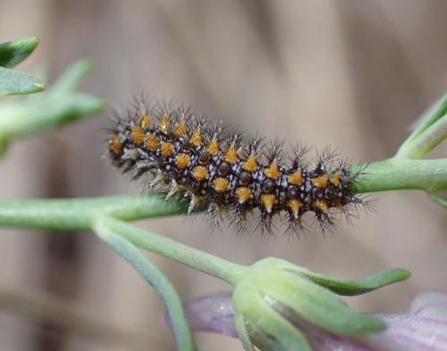 Réf. 325 187 : Melitaea didyma